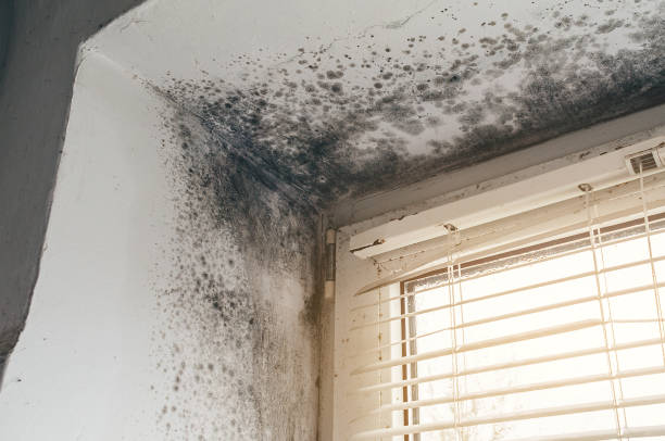 Trusted Attic Mold Removal service in Warfield, VA - Cheap Mold Removal